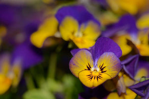 Johnny Jump Up Violet Seeds