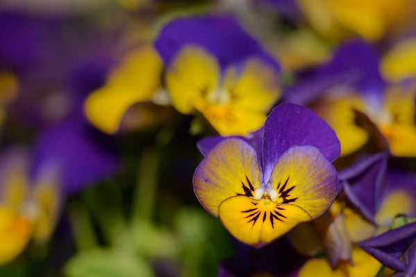 Johnny Jump Up Violet Seeds