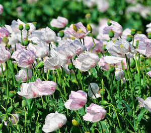 Tasmanian White Poppy Seeds