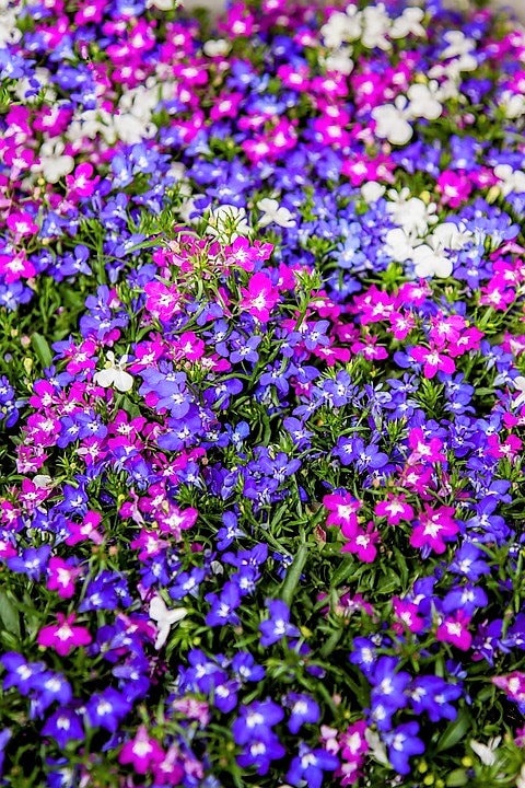 Lobelia Seeds - Regatta Mix