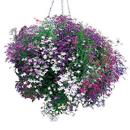 Lobelia Seeds - Regatta Mix