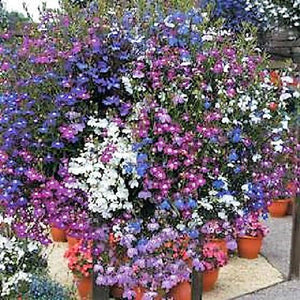 Lobelia Seeds - Regatta Mix