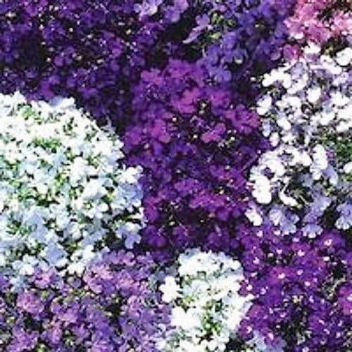 Lobelia Seeds - Regatta Mix