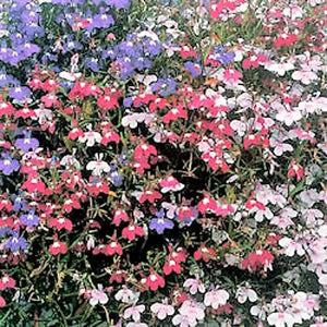 Lobelia Seeds - Regatta Mix