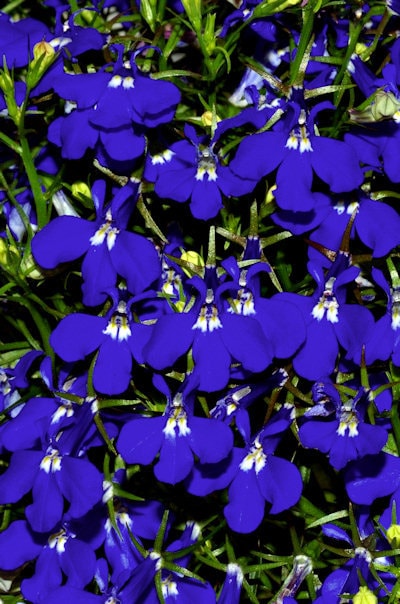 Lobelia Seeds - Regatta Mix