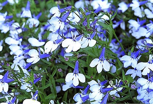 Lobelia Seeds - Regatta Mix