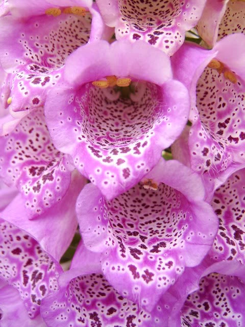 Foxglove Excelsior Mix Seeds