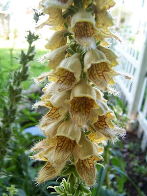 Rusty Foxglove Seeds