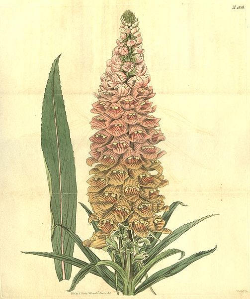 Rusty Foxglove Seeds