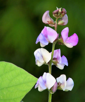 Ruby Moon Hyacinth Bean Seeds