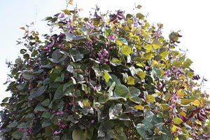 Ruby Moon Hyacinth Bean Seeds