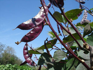 Ruby Moon Hyacinth Bean Seeds