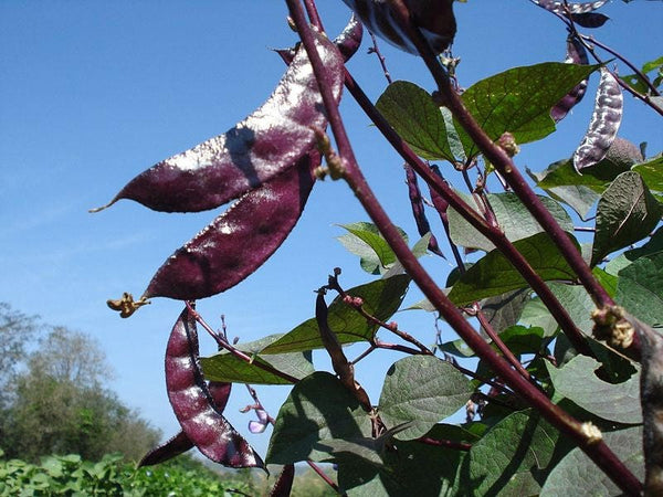 Ruby Moon Hyacinth Bean Seeds