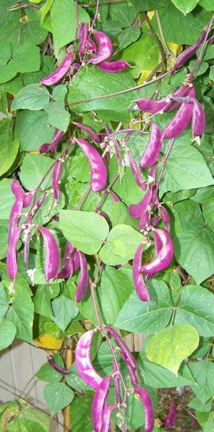 Ruby Moon Hyacinth Bean Seeds