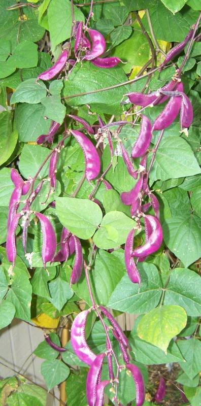 Ruby Moon Hyacinth Bean Seeds