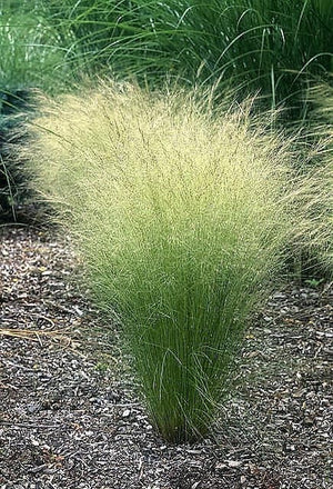 Mexican Feather Grass Seeds