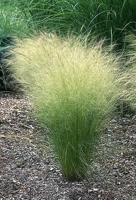 Mexican Feather Grass Seeds