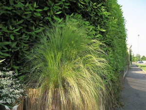 Mexican Feather Grass Seeds