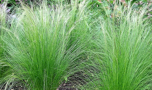 Mexican Feather Grass Seeds