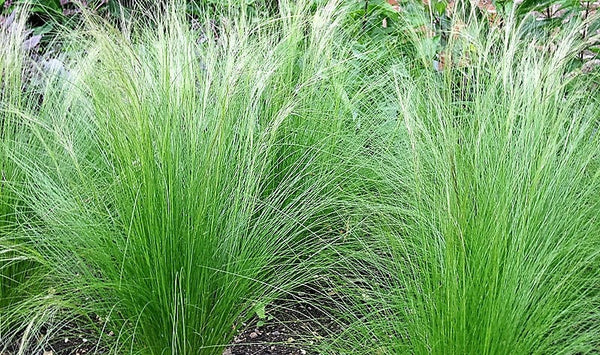 Mexican Feather Grass Seeds
