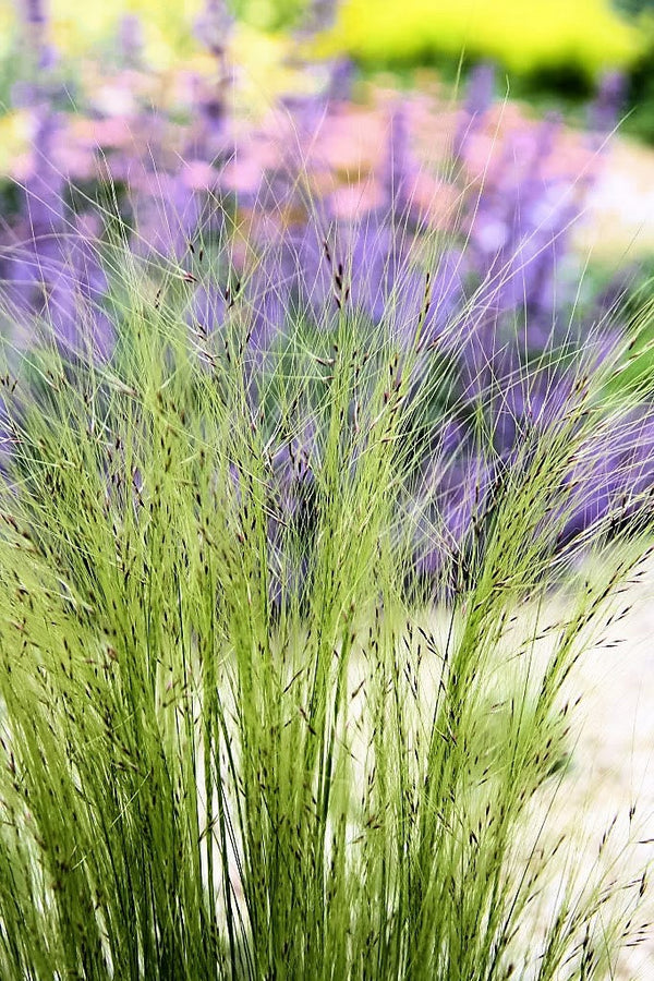 Mexican Feather Grass Seeds