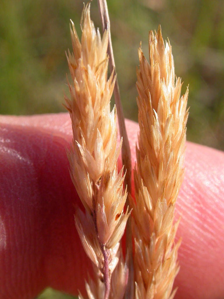 Prairie Junegrass Seeds