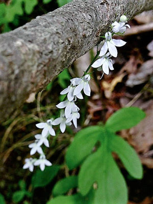 Palespike Lobelia Seeds