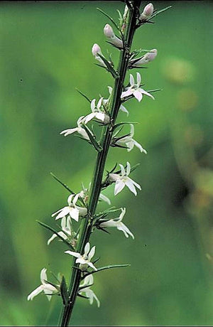 Palespike Lobelia Seeds