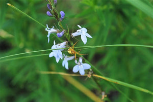 Palespike Lobelia Seeds