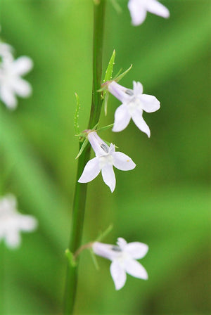 Palespike Lobelia Seeds