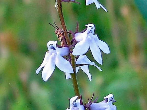 Palespike Lobelia Seeds