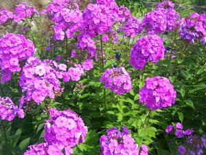 Purple Phlox Seeds