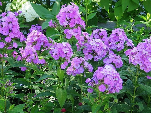 Purple Phlox Seeds