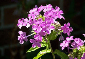 Purple Phlox Seeds