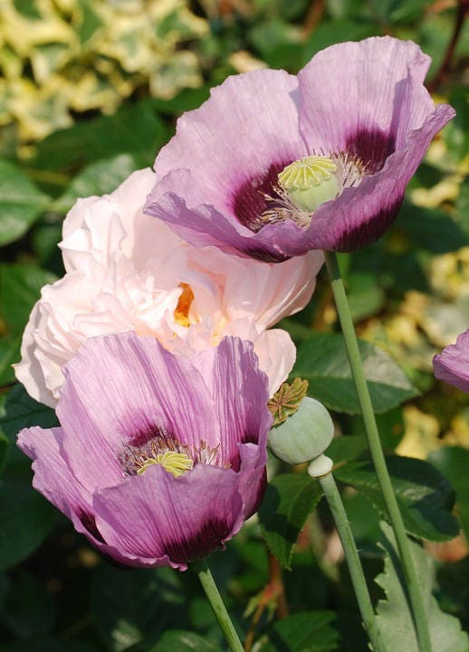 Single Lilac Poppy Seeds