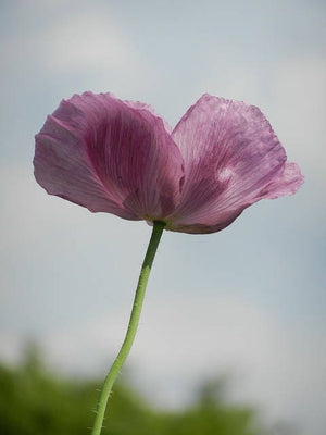 Single Lilac Poppy Seeds