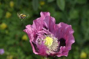 Single Lilac Poppy Seeds