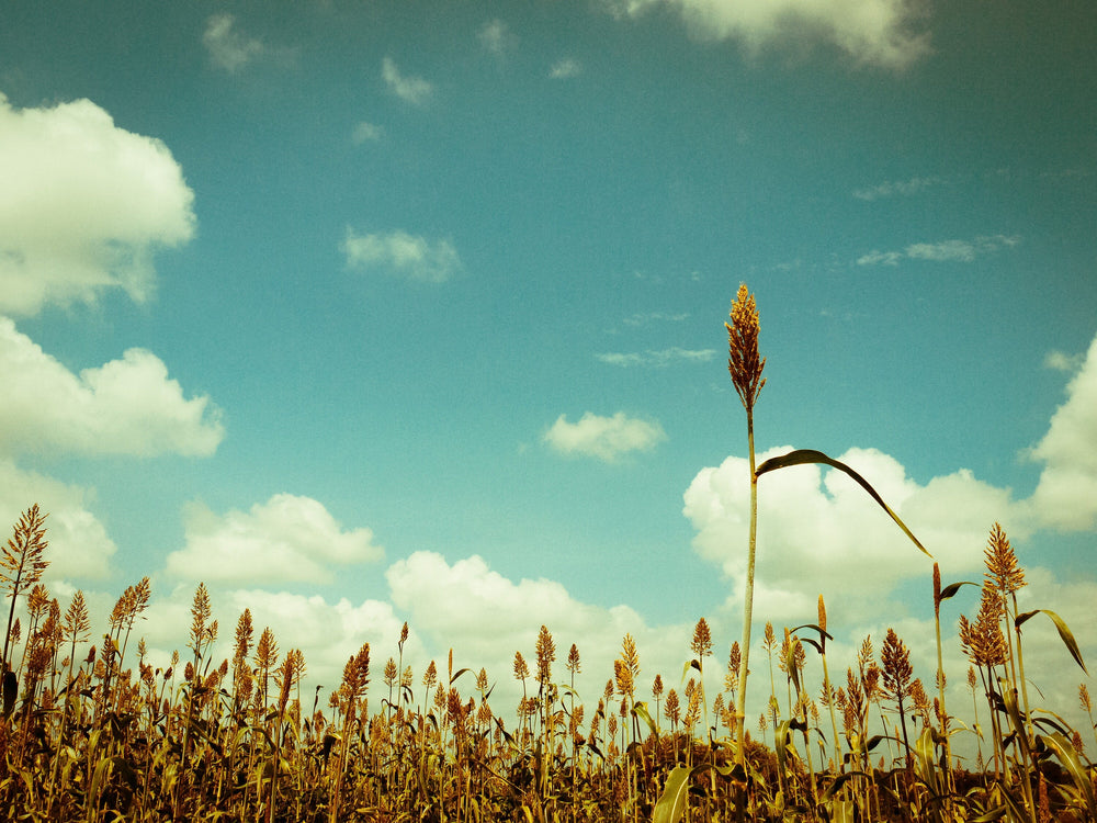 Iowa Sweet Sorghum Seeds