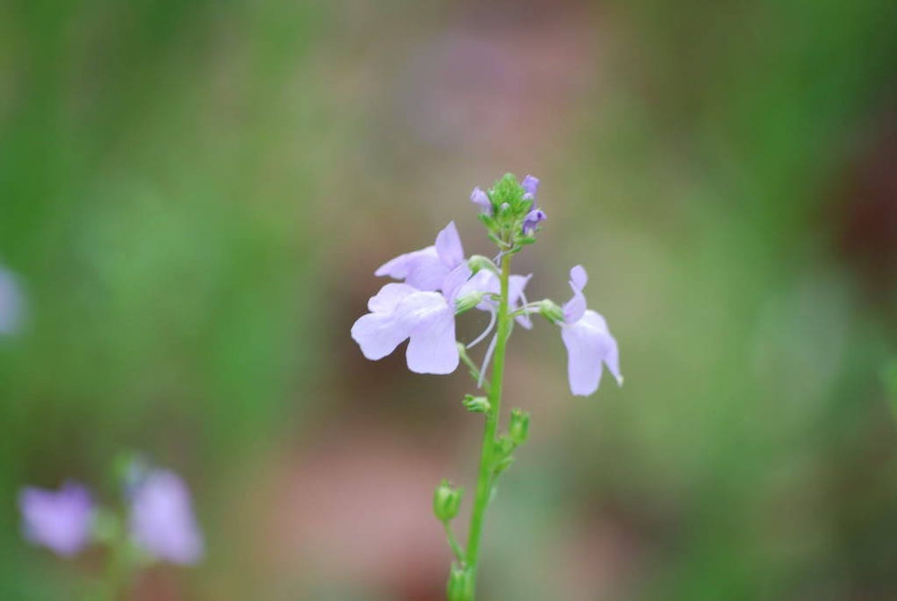 Blue Toadflax Seeds