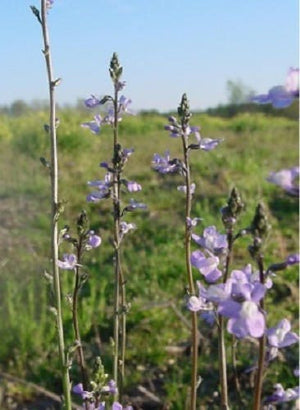 Blue Toadflax Seeds