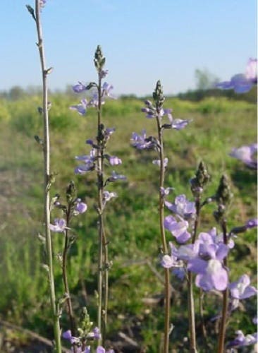 Blue Toadflax Seeds