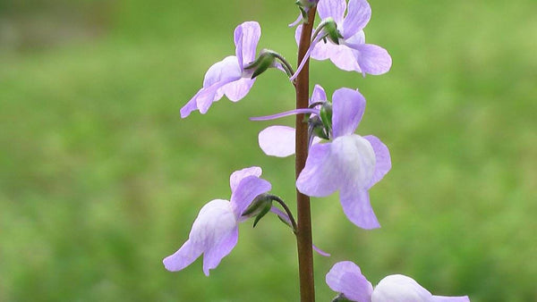 Blue Toadflax Seeds