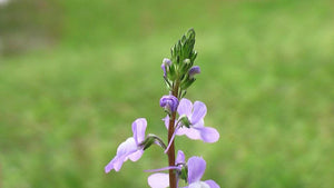 Blue Toadflax Seeds