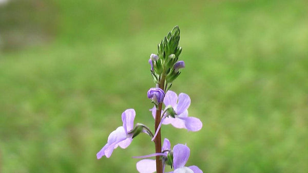 Blue Toadflax Seeds