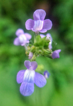Blue Toadflax Seeds