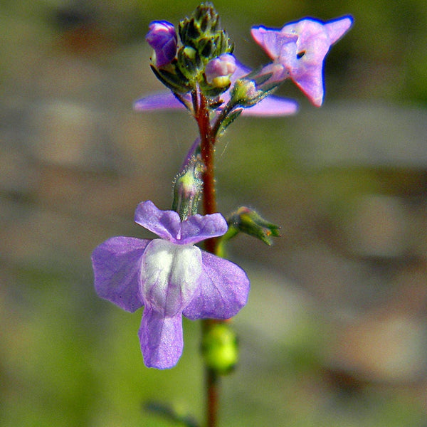 Blue Toadflax Seeds