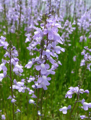 Blue Toadflax Seeds