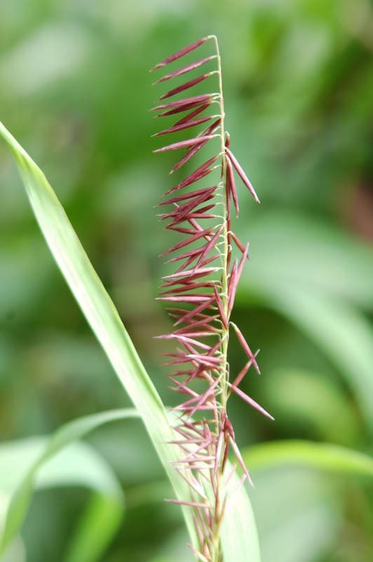 Red Spire Melic Grass Seeds