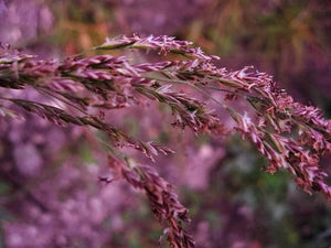 Red Spire Melic Grass Seeds