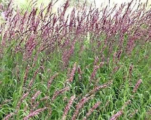 Red Spire Melic Grass Seeds